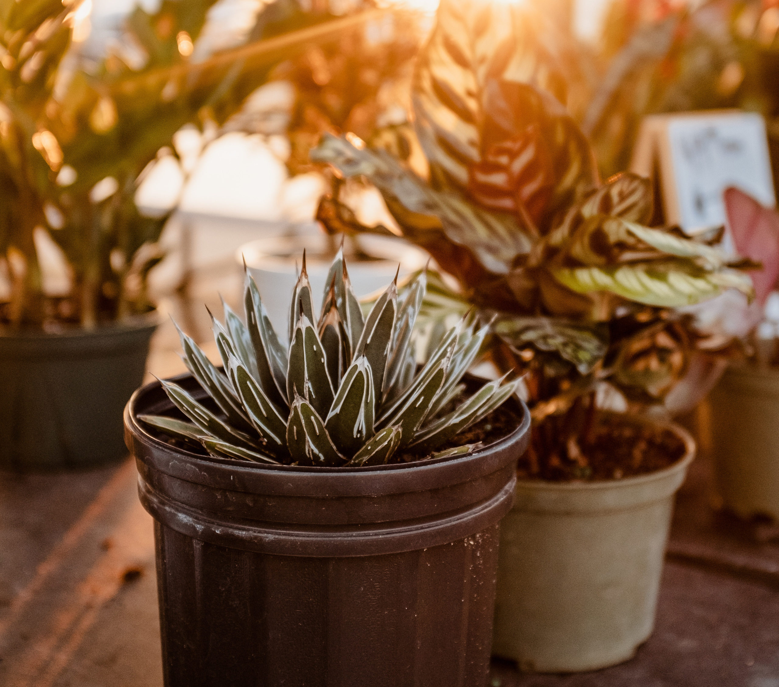 5 Best Hidden Gem Nurseries The Bend Magazine