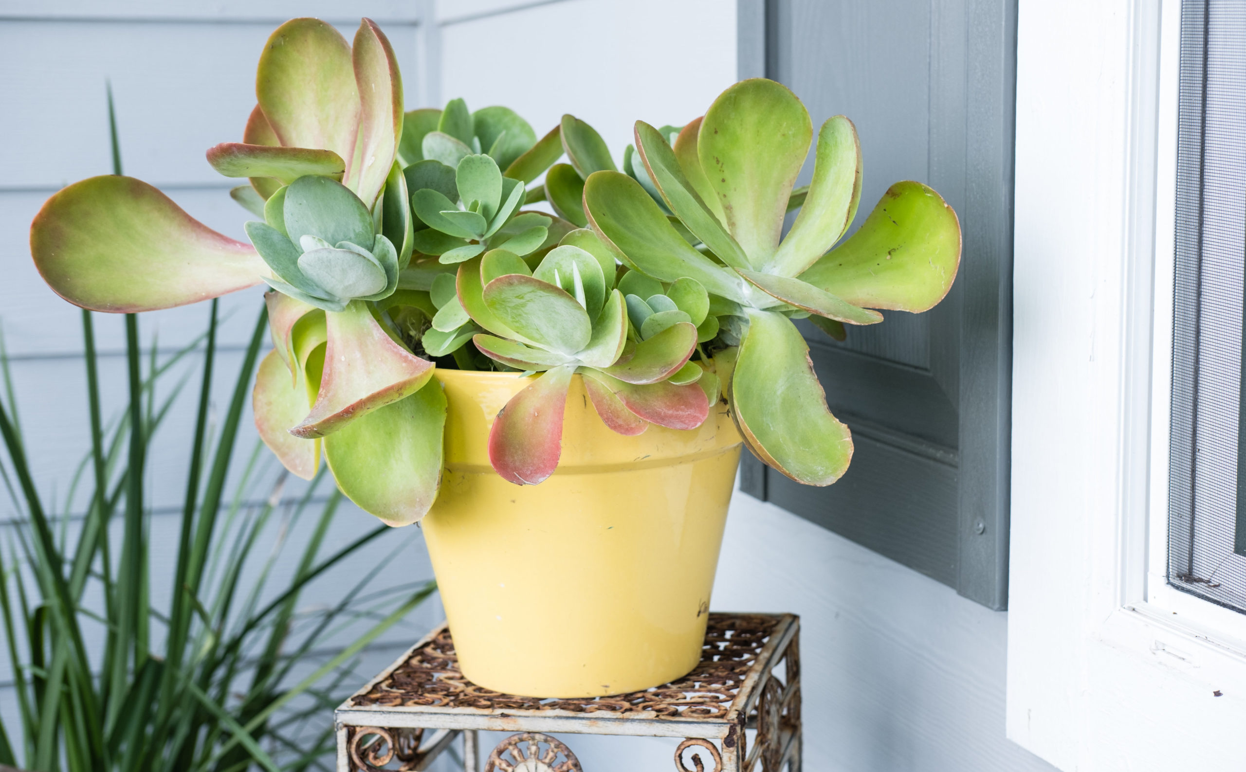 Summer Tips for Growing Plants in Containers The Bend Magazine