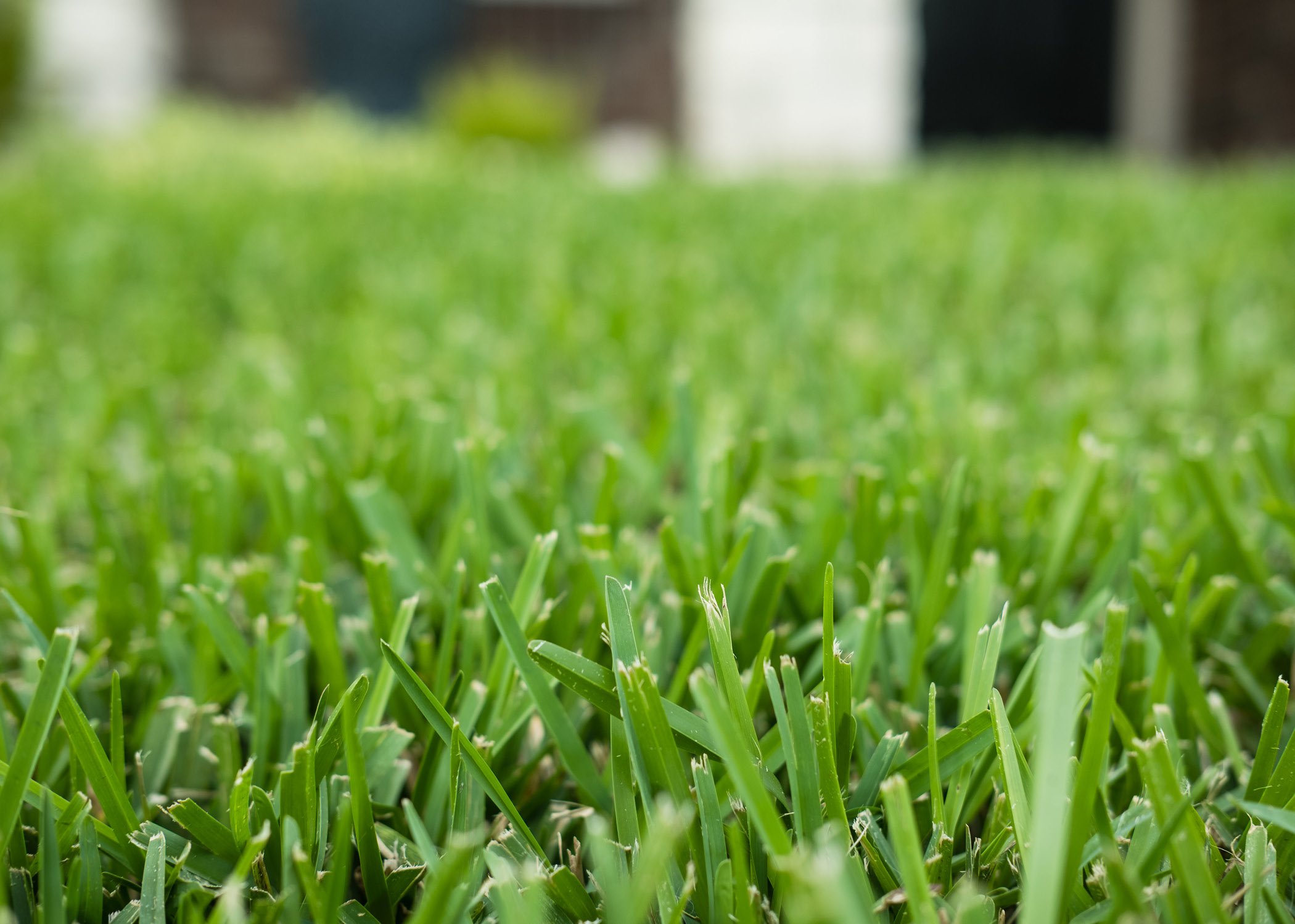 How to Achieve the Nicest Lawn in the Neighborhood The Bend Magazine