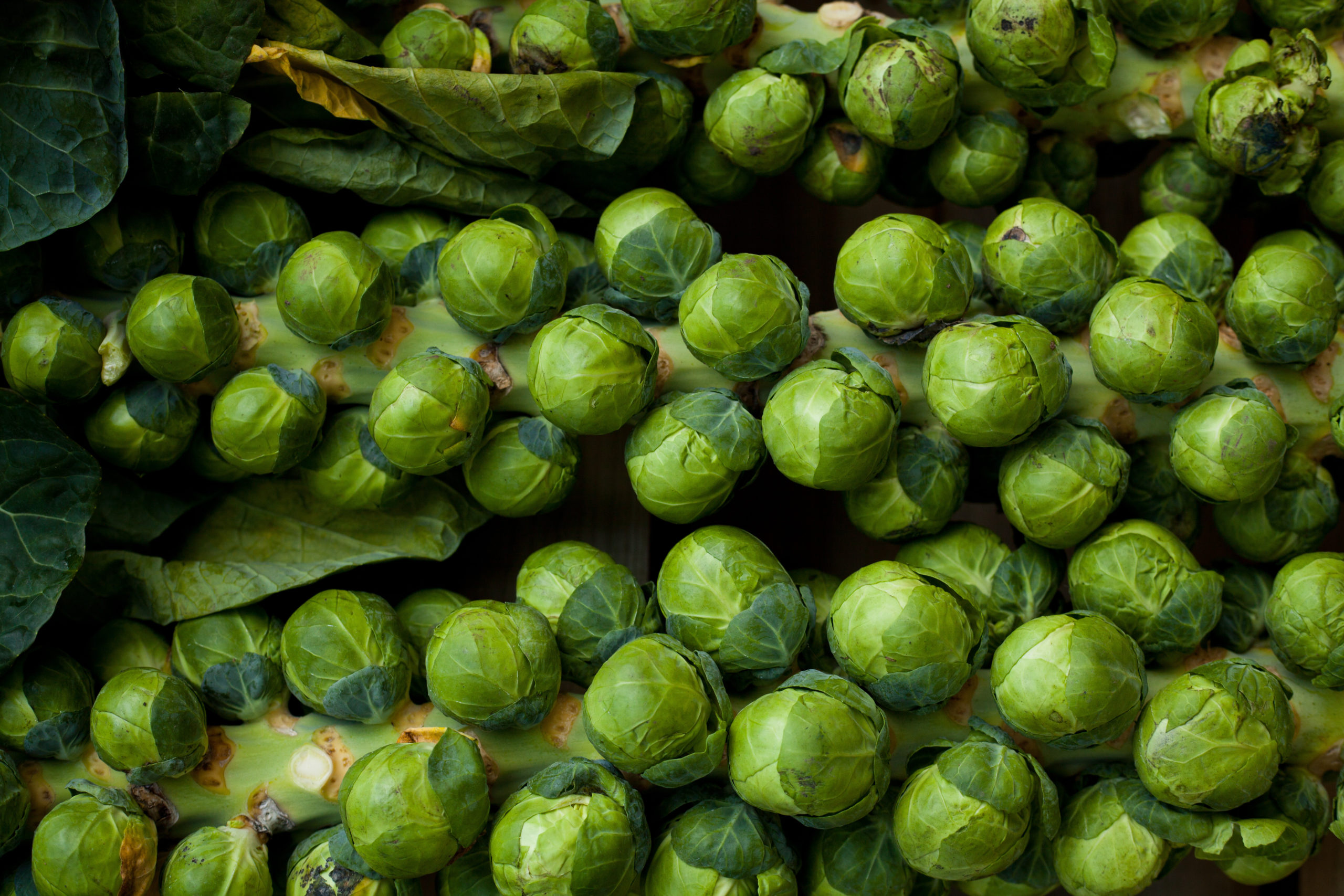 Growing Brussel Sprouts in the Coastal Bend The Bend Magazine
