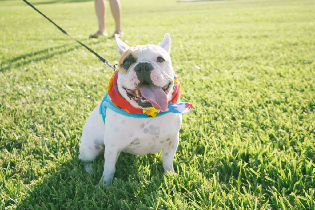 a dog with a rainbow bandana in corpus christi, texas. 