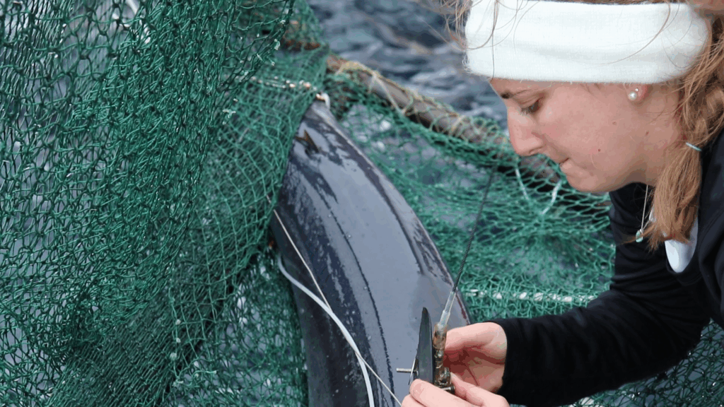 Dr. Banks tagging a shark