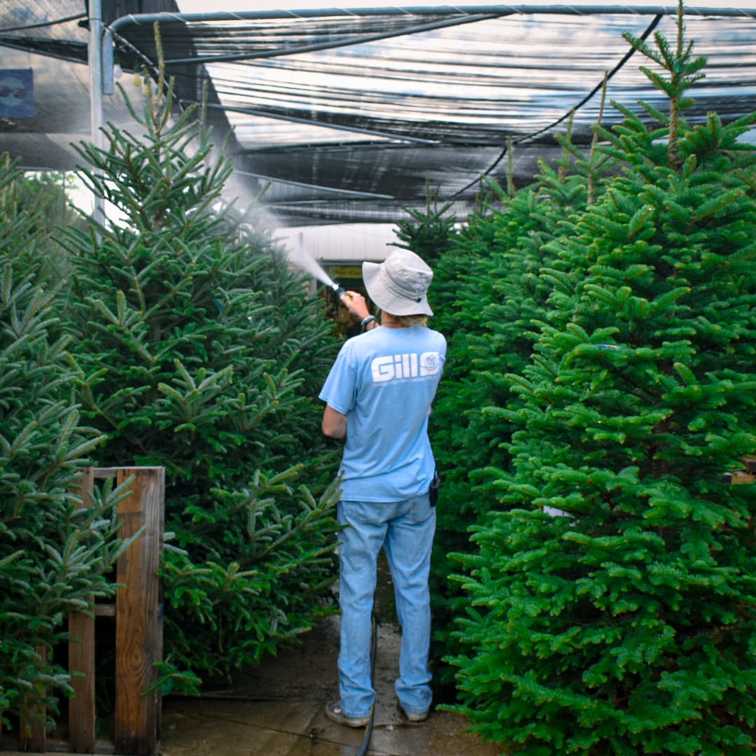 A worker for Gill Garden Center waters their Christmas trees.
