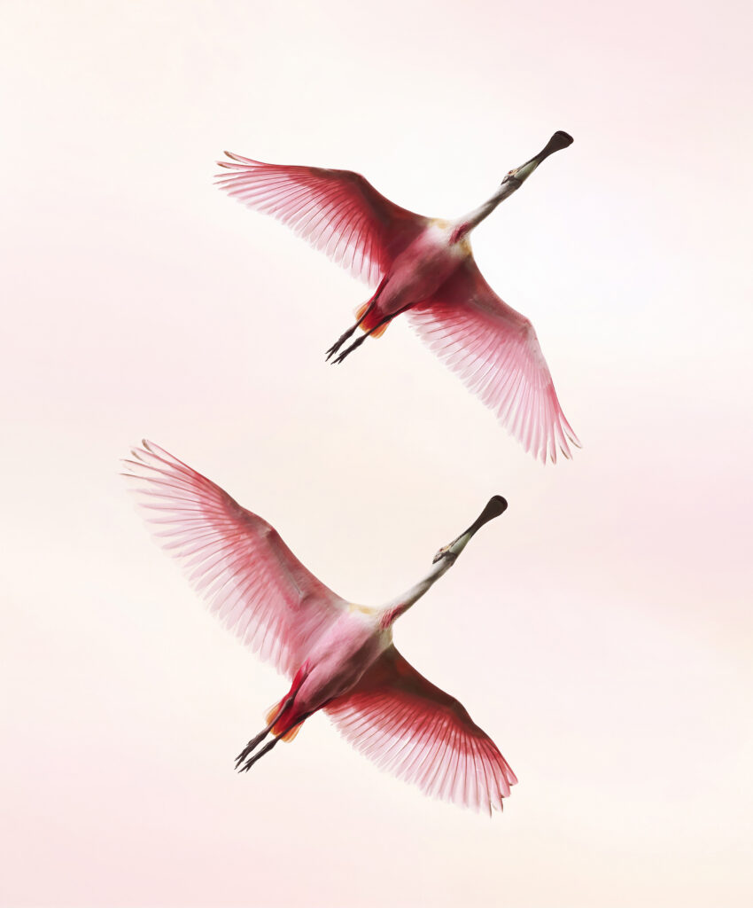 An image of spoonbills flying across a pink sky, taken from underneath the birds.